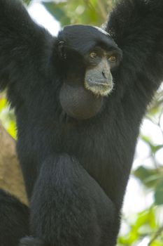Closeup of black gibbon ape hanging in tree.