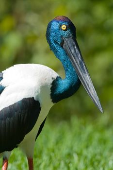 Close-up of a Black-necked Stork (Ephippiorhynchus asiaticus)