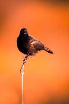 Blackbird perched on plant stem with orange background.