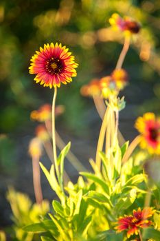 Close-up of Blanket Flowers (Gaillardia pulchella), Merritt Island, Titusville, Brevard County, Florida, USA