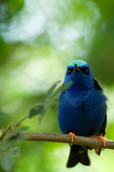 Close up of a blue bird with light blue head.