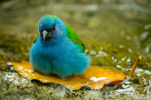 Portrait of blue feathered bird taking bath in fresh water,