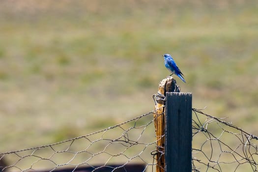 Bluebird perching on a wooden post, Bodie State Historic Park, Mono County, California, USA