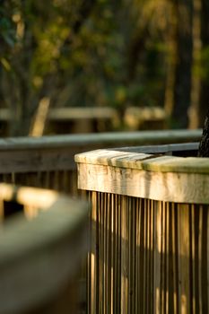 Details of a boardwalk crossing a forest, Everglades National Park, Florida, USA