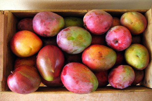 A box full of fresh mango fruits.