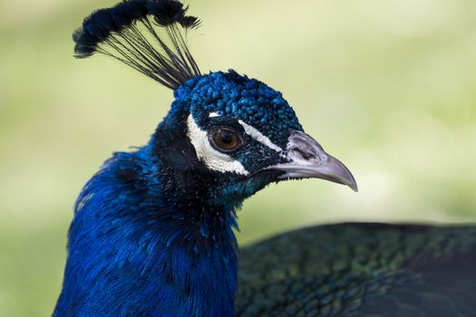 Iridescent blue of Indian peacock glimmers as bird turns at Reid Park Zoo in Tucson, Arizona. Shallow depth of field brings focus to bird's brilliantly marked face.  