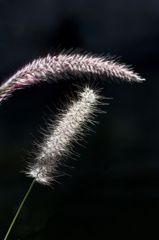 Close up of ornamental grass heads highlighted against black background at Reid Park Zoo in Tucson, Arizona.  Form and texture are striking.  