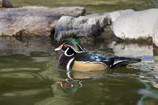 Wood duck, a species of perching duck in North America, shown with its rippling reflection in the water while paddling in pond at Reid Park Zoo in Tucson, Arizona. 