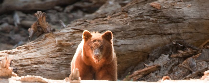 Brown bear (Ursus Arctos) in a forest, Yosemite Valley, Yosemite National Park, California, USA