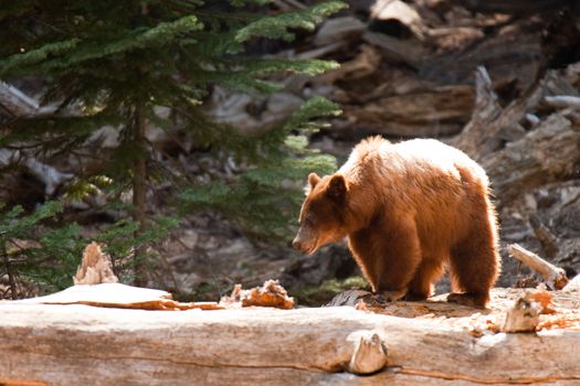 Brown bear (Ursus Arctos) in a forest, Yosemite Valley, Yosemite National Park, California, USA