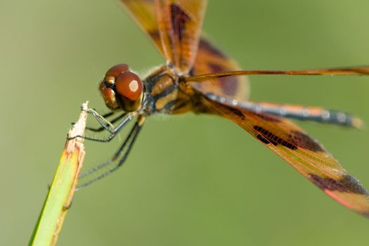 Macro side view of brown dragonfly on green plant.