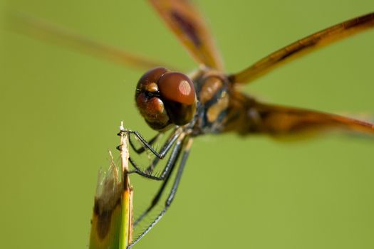 Side macro view of brown dragonfly on plant with green nature background.