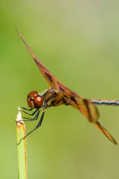 Side macro view of brown dragonfly on plant, green nature background.