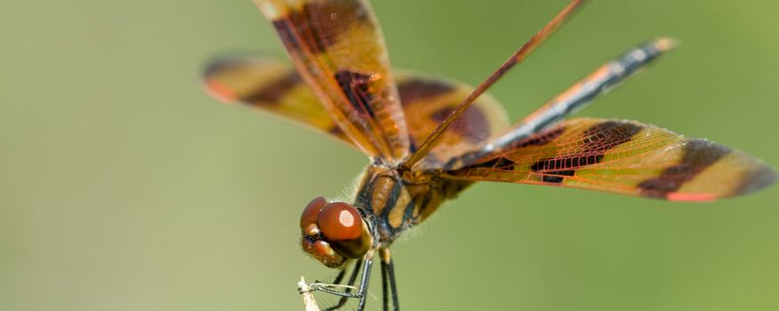 Macro view of brown dragonfly with spread wings, green nature background.