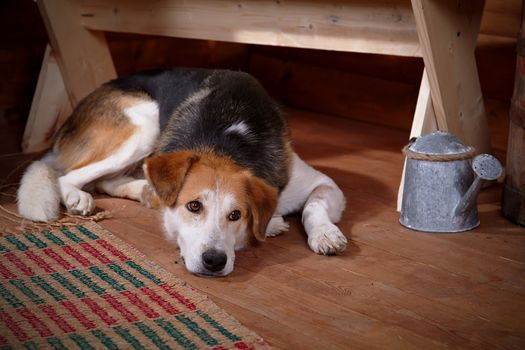 The sad dog lies under a bench in the rural house. Not purebred house dog.