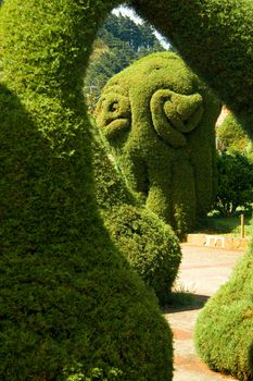 Garden with bushes and hedges trimmed in amazing forms.