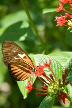 A colorful butterfly on a flower in a garden.