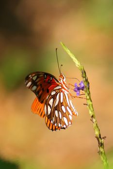 Side view of butterfly on plant, nature background.