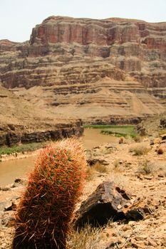 Cactus plant with Grand Canyon in the background, Grand Canyon National Park, Arizona, USA