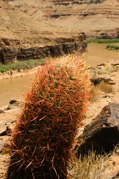 Cactus plant with Grand Canyon in the background, Grand Canyon National Park, Arizona, USA