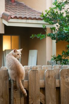 Cat sitting on a wooden fence
