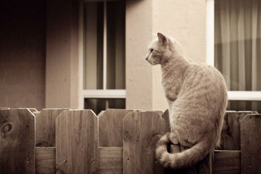 Cat sitting on a wooden fence