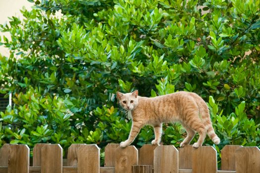 Side view of cat walking on wooden fence and looking over shoulder.