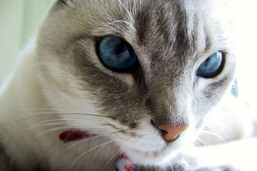 Portrait of cute cat with blue eyes.