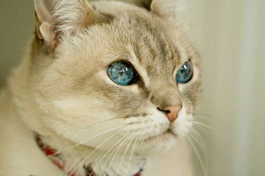 Portrait of cute cat with blue eyes.