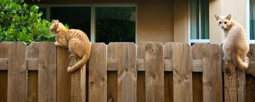 Two cats sitting on a wooden fence