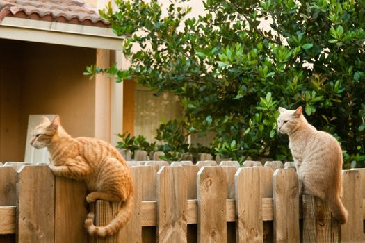 Two cats sitting on a wooden fence