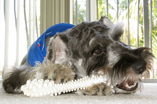 Schnauzer dog named Bingo chewing his big white bone