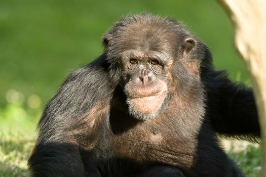 Close-up of a Chimpanzee, Miami, Florida, USA