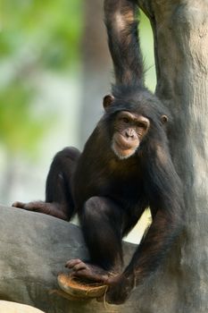 Portrait of chimpanzee playing in tree.