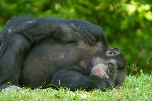 Portrait of contented chimpanzee sleeping on green grass.