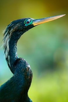 Close-up of a male Anhinga (Anhinga anhinga), Shark Valley, Everglades, Florida, USA