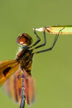 Close-up of a bee perching on a stalk