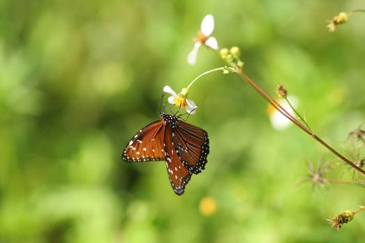 Brown butterfly pollinating flowers, Everglades National Park, Florida, USA