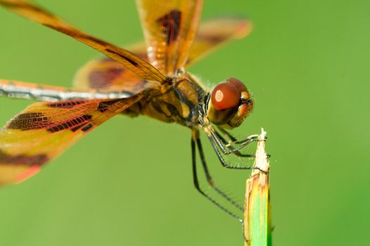 Close-up of a bee perching on a stalk