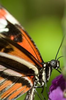 Close-up of a butterfly on a flower