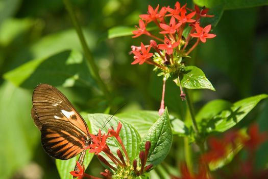 Close-up of a butterfly on a flower