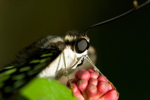 Close-up of a butterfly