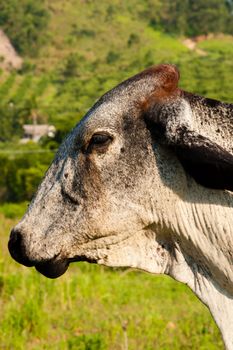 Close-up of a cow, Brazil