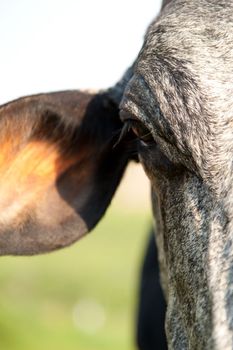 Close-up of a cow, Brazil