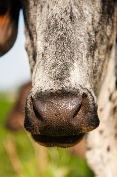 Close-up of a cow, Brazil