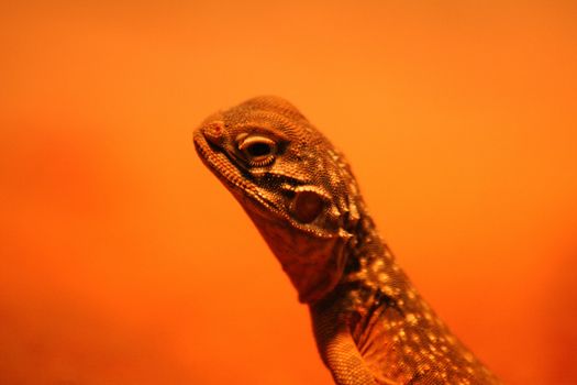 Close-up of a dragon, Sydney, New South Wales, Australia