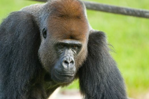 Close-up of a male gorilla, Miami, Florida, USA