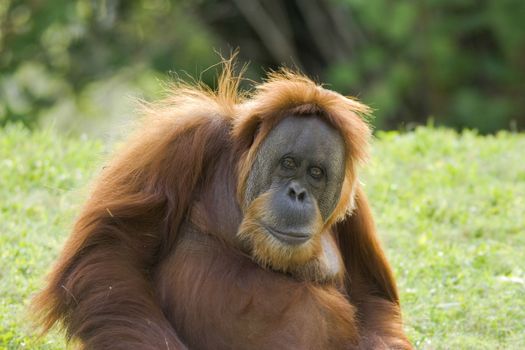 Close-up of an older gorilla sitting on the grass