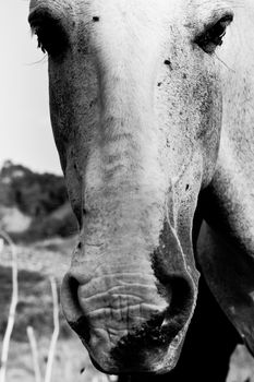 Close-up of a horse, Brazil