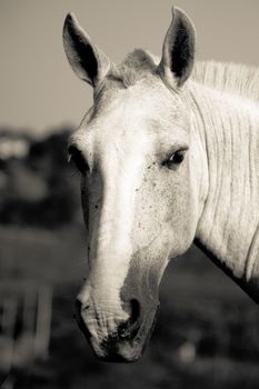 Close-up of a horse, Brazil